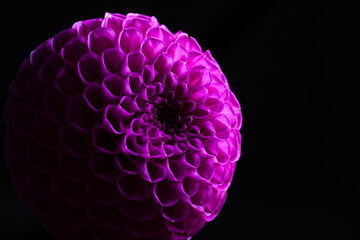 Dahlia flower close-up on a dark background