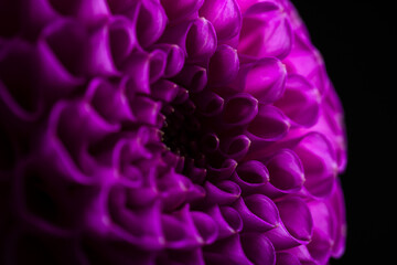 Dahlia flower close-up on a dark background