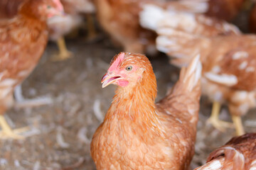 Close up of brown chicken in chicken farm
