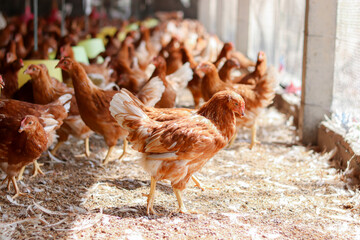 A lot of brown chicken in chicken farm © maybeiii