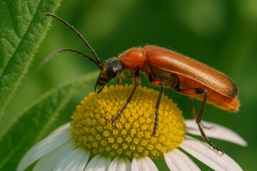 A detailed macro close-up of a fuzzy orange beetle on a white and yellow daisy-like flower