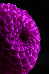 Dahlia flower close-up on a dark background