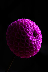 Dahlia flower close-up on a dark background