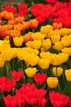 Fototapeta Colourful spring flowers in Holland, Netherlands