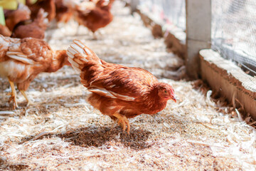 Close up of brown chicken in chicken farm © maybeiii
