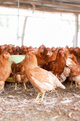 A lot of brown chicken in chicken farm