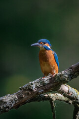Close-up of a male Eurasian Kingfisher perched on a thick wooden branch, facing the camera lens against a dark green background on a cloudy autumn day.	
