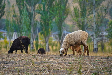Sheep graze in a small field in the village. Domestic cattle breeding.