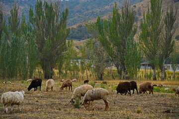Fototapeta premium Sheep graze in a small field in the village. Domestic cattle breeding.