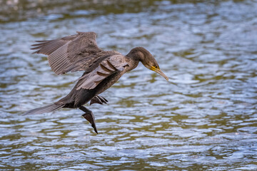 Cormorant gentle landing
