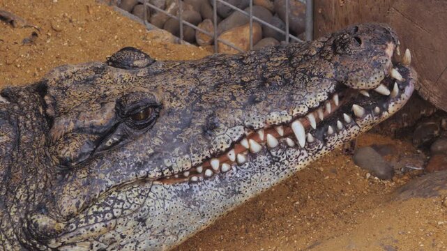 Nile crocodile (Crocodylus niloticus) resting in enclosure in reptile house in zoo, close up opens and closes jaw, flies move around on croc