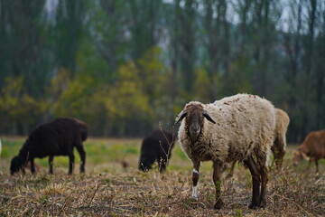 Obraz premium Sheep graze in a small field in the village. Domestic cattle breeding.