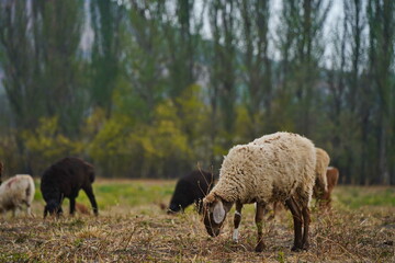 Fototapeta premium Sheep graze in a small field in the village. Domestic cattle breeding.