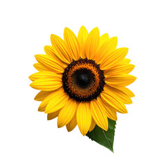 Vibrant yellow sunflower with dark center and green leaf