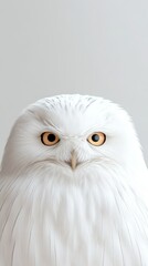 Obraz premium White Owl Close Up. Fauna with Yellow Eyes Stares Forward. Arctic Bird Posing. Bright Light on Feathers. Animal Wildlife.