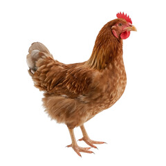 Fototapeta premium A captivating portrait showcasing the rich plumage and confident stance of a hen against black