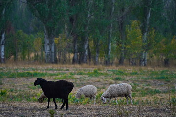 Sheep graze in a small field in the village. Domestic cattle breeding.