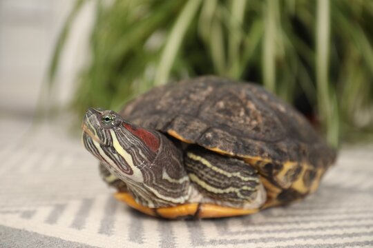 Cute turtle on soft carpet at home, closeup. Domestic pet