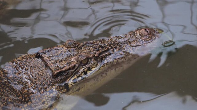 close up of head of saltwater crocodile (Crocodylus porosus) in water in reptile house of zoo, swims away followed by second crocodile