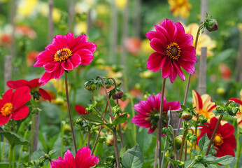 Rot blühende Dahlien im Blumenbeet