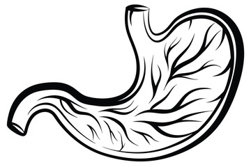 Isolated human stomach filled with liquid and bubbles shown on white background here