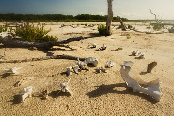 La Sal ViejaWillacy County, Texas09/01/2025Photo by David Pikediscinque@gmail.com