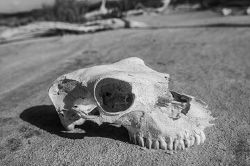 La Sal ViejaWillacy County, Texas09/01/2025Photo by David Pikediscinque@gmail.com