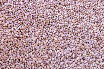 Heap of raw pistachio nuts in shells, natural dried snack.