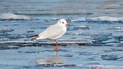 seagull on the beach