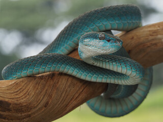 A stunning venomous blue viper, Trimeresurus insularis, coils on a branch. Its striking, light blue eyes and intricate scale patterns are mesmerizing, 17 September 2025 Indonesia