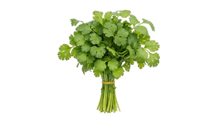 Fresh cilantro bunch green herb culinary ingredient food photography transparent background