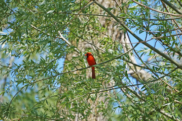 Cardinal In Tree