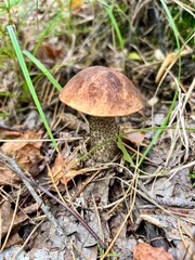 Kozlarz. mushroom in the forest
