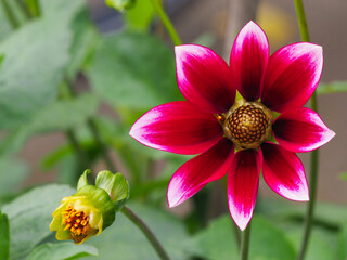 Dahlienblüte in verschiedenen roten Farben mit aufblühender Knospe