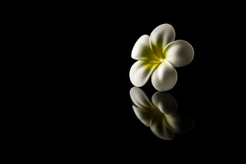 Naklejka premium Beautiful plumeria flower with reflection isolated on black background