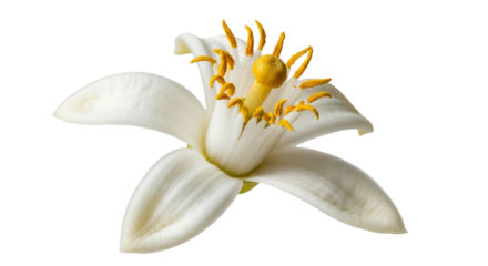 White flower blossom with yellow stamen isolated on transparent background