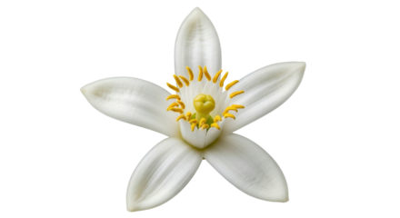 White flower blossom with yellow stamens on transparent background