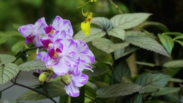 Close up shot of beautiful purple and white striped orchids Phalaenopsis or Cattleya blooming amidst lush green tropical foliage, with a hint of a yellow orchid in the background, captured in a botani