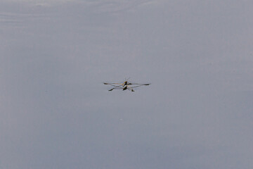 Pond skater insect on water, Germany, Augsburg, 15 September 2025