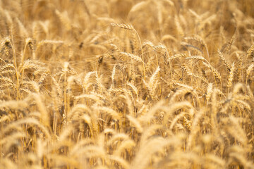 Golden wheat background. Close-up wheat background highlighting grains and harvest season. Wheat field background with golden tones. Rustic wheat background and crop growth.