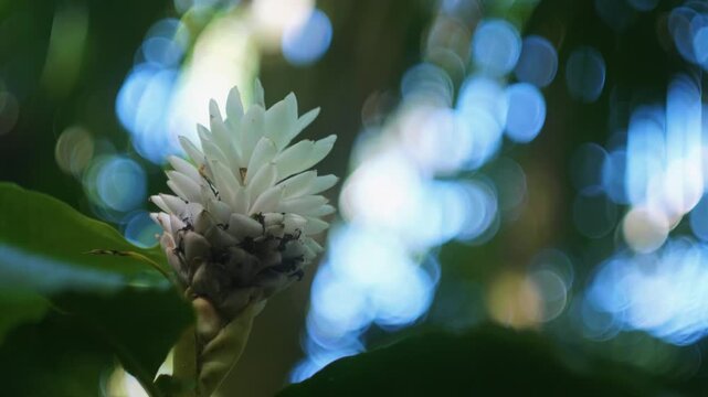 Immerse yourself in the vibrant beauty of Hawaii's tropical flora with this stunning footage of a pristine white torch ginger flower Etlingera elatior blooming amidst the lush greenery of a botanical