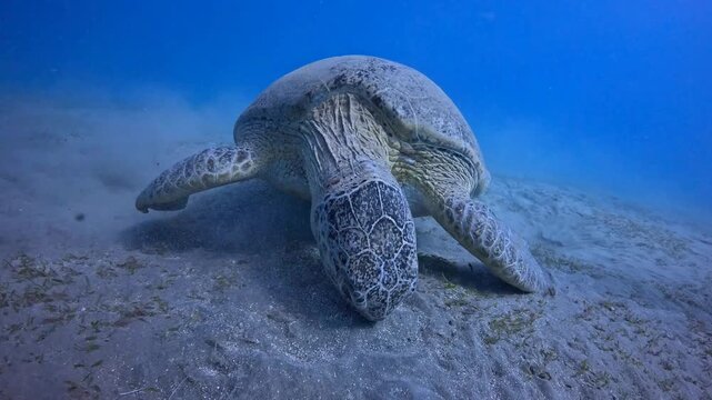 Endangered marine animal in the ocean. Scuba diving with the wild sea turtle. Underwater video, scuba swimming with the sea turtle. Feeding wild sea turtle, shallow ocean and sandy seabed.