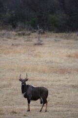 Kudu standing proud in the dry grassland