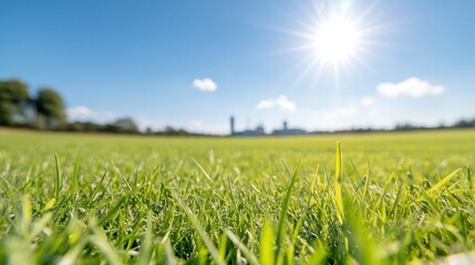 Sun-kissed Green Meadow: A verdant field bathed in the warm glow of the sun, under a cerulean blue sky, the epitome of a serene outdoor scene. 