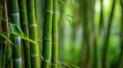 Fototapeta premium Closeup vibrant green bamboo