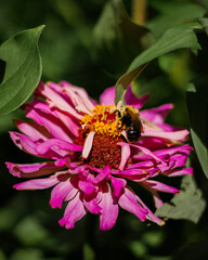 bee on pink flower