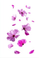 Fototapeta premium Falling cosmos flowers and petals on white background artistic rendering floral design element soft pink purple color