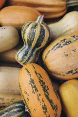  Striped squash close-up among other gourds, emphasizing natural imperfections and raw textures. A rustic seasonal detail fitting eco-lifestyle, vegan food, and autumn-themed visuals. 