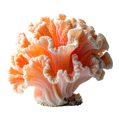 Coral-like organism, vibrant orange-pink, delicate fronds