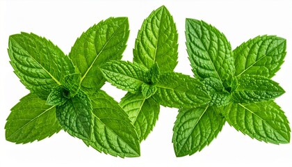 mint leaves isolated on white background
